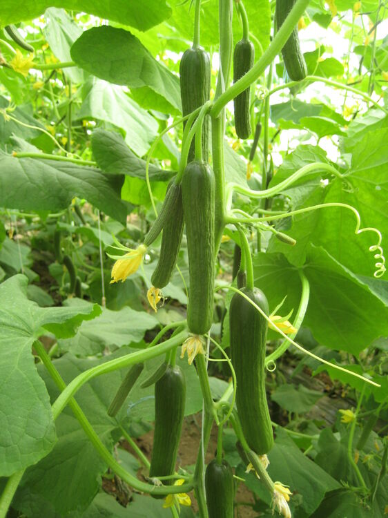 Cucumber