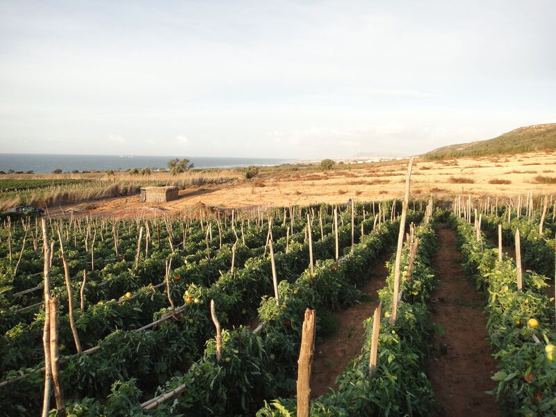 Menaco S Commitment To Sustainable Agriculture