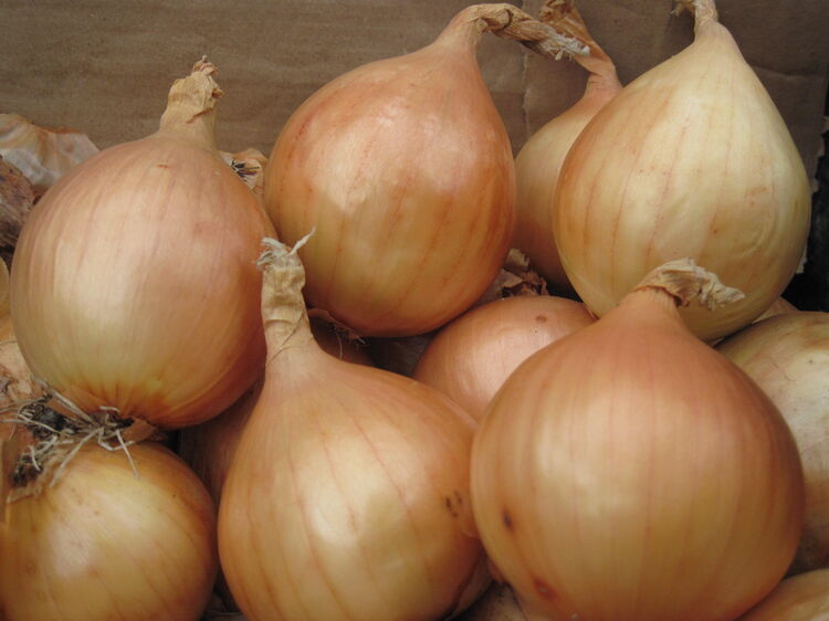 Onion