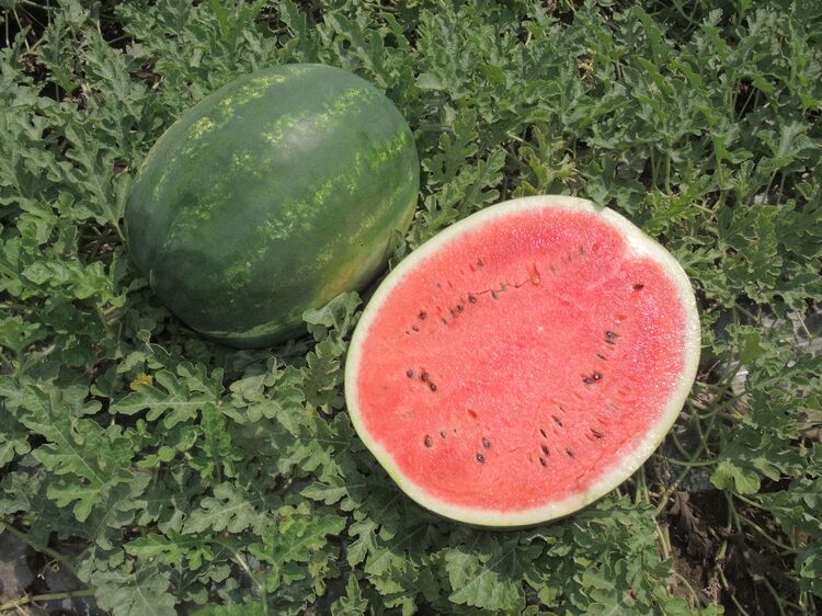 Watermelon